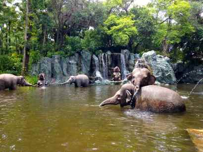 Oh you know, just some elephants playing in the river...